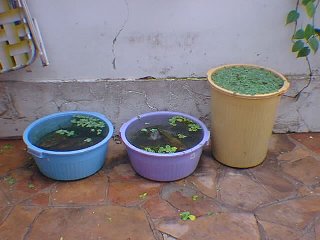 cria��o de kyngyos