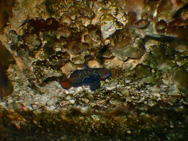 monodactylus argenteus