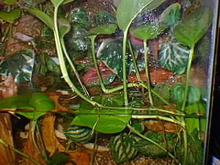 Plantas