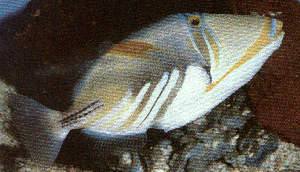 peixe picasso