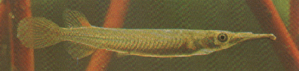 peixe agulhinha