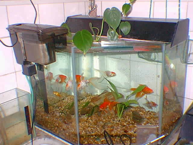 meu aquário de kyngyos