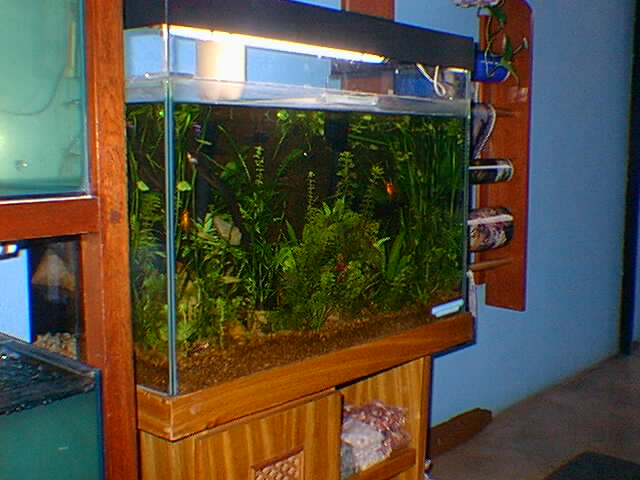 aquário plantado