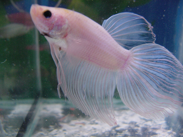 Betta rosa