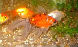 um grupo de goldfishes