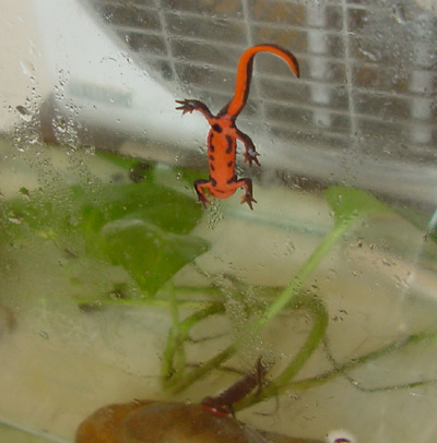 salamandra juvenil