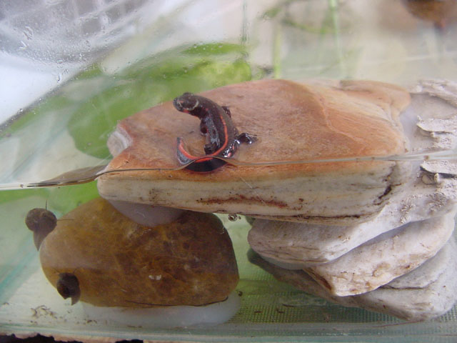 Salamandra juvenil com 7 meses