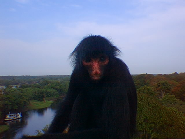 macaca sandra